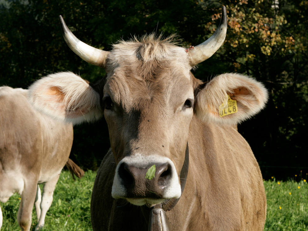 Mostra del bestiame